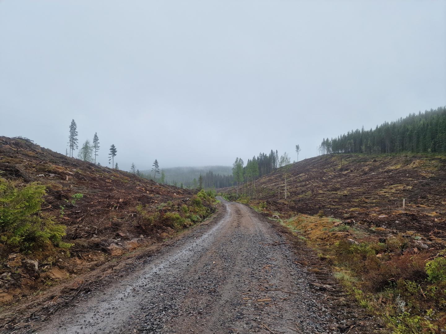 A gravel road in between a huge clear cutting field, with gray sky.