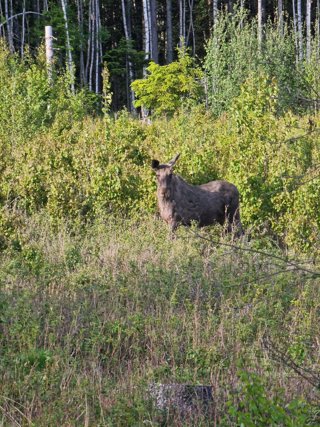 A moose eating on the side of the road.